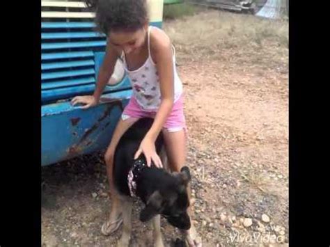 novinha cachorro|100.000+ melhores vídeos de Mulher Com Cachorro